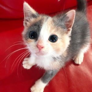 Meet your Posher, Allison